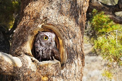 Where do owls live. Jan 22, 2018 ... Common birds, they live in forests, swamps, woodlots, even residential sections, if there are plenty of trees — especially old trees with ... 