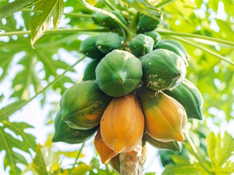Sap (from green fruits) is used to tenderise meat, as a chewing gum additive and a beer clarifer! Do not eat unripe or semi-ripe fruit whilst preganant.. 