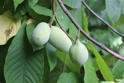 Where do pawpaw trees grow. The trees naturally grow wild in parts of the United States, including Indiana and Kentucky, and even some parts of Canada. Foragers in these areas can score wild pawpaws if they search at the ... 
