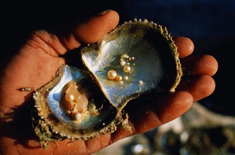 Where do pearls come from. Things To Know About Where do pearls come from. 