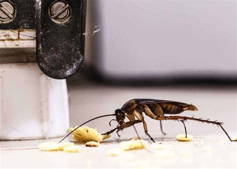 Where do roaches come from. Where Will You See German Roaches? · They are initially usually seen in the kitchen at night when the lights are on. · After a few weeks, they multiply, and the ... 