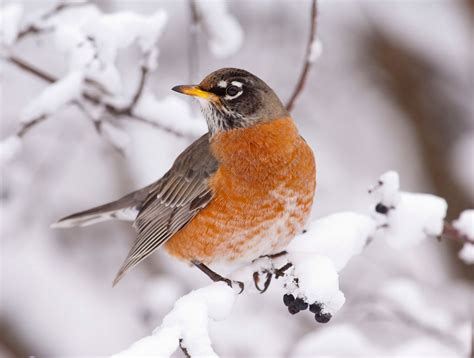Where do robins go in the winter. Content continues below. "The reason most robins migrate is that with the harsh winter conditions, it's difficult to find food, and it's more advantageous to go somewhere warmer," Kusack said. But ... 