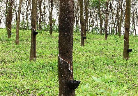 Today, rubber trees are grown in many countries worldwide for their commercial value. The average height of a rubber tree ranges from 20-30 meters tall with large leaves that can grow up to one foot long. The bark of the rubber tree contains laticifers or tiny tubes that produce latex when injured by tapping.. 