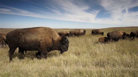Where do the bison live. In 1800 there were more than 30 million bison across the American West. They roamed the Colorado plains in thick herds, sustaining the prairies and the Lakota, ... 
