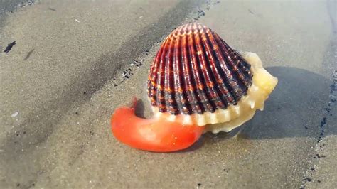 They are found in intertidal and subtidal areas from Nova Scotia, Canada to Florida. Hard clams support extensive commercial aquaculture farming and recreational harvest activities, as well as a commercial wild-capture fishery. Appearance Adult hard clams are just less than 3 inches but can reach up to 5 inches.. 