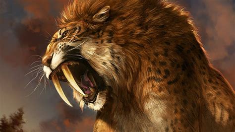 02 The saber tooth tiger went extinct approximately 12,000 to 10,000 years ago. 03 Their canines could grow over 7 inches in length. 04 Saber tooth tigers can weigh between 160 – 300 kg while the modern lions only weigh 130 to 190kg. 05 They can open their jaws up to 120°. Table of Contents.. 