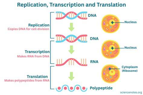 Where does dna replication occur transcription translation.  DNA Polyme...