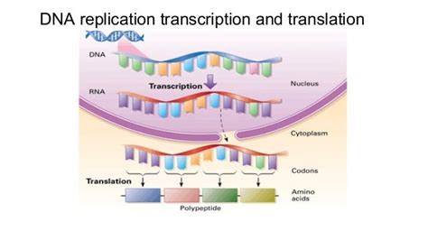 Where does dna replication occur transcription translation.  Translation...