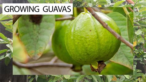 Guavas are known for their seedy flesh. In the center of a guava there are between 100-500 edible seeds. Guavas grow on 20 foot high evergreen shrubs, with white flowers. The leaves of the shrub are a source of black pigment used in textiles. The lifespan of a plant is 40 years. The young guava leaves are boiled to make a tea to cleanse wounds.. 