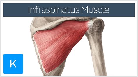 Where does the infraspinatus insert? Middle facet of the greater tub