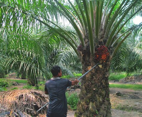 Where does palm oil come from. Things To Know About Where does palm oil come from. 