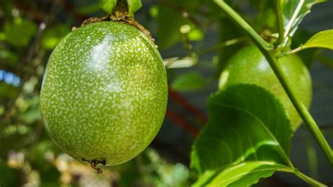 Packed with vitamins and antioxidants, many consider it to be a super food! So let's get started and grow our own passion fruit! Passiflora edulis is a species of a passion flower vine that is native to northern …. 