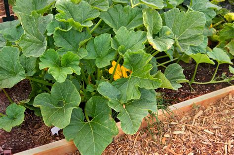 Where does patty pan squash grow?