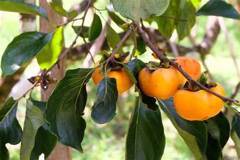 Persimmon trees are not picky about growing conditions. Choose a su