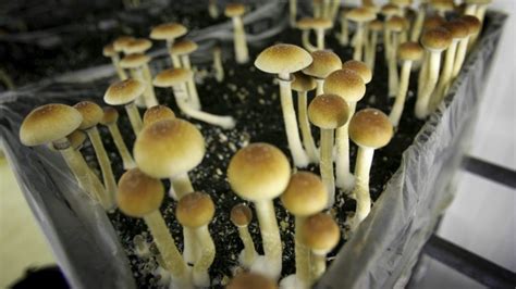 Where does the rollout of Colorado's psychedelics law stand now?