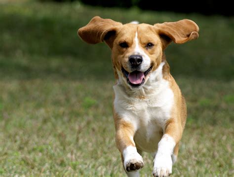 Thirty million dogs in the United States are registered a