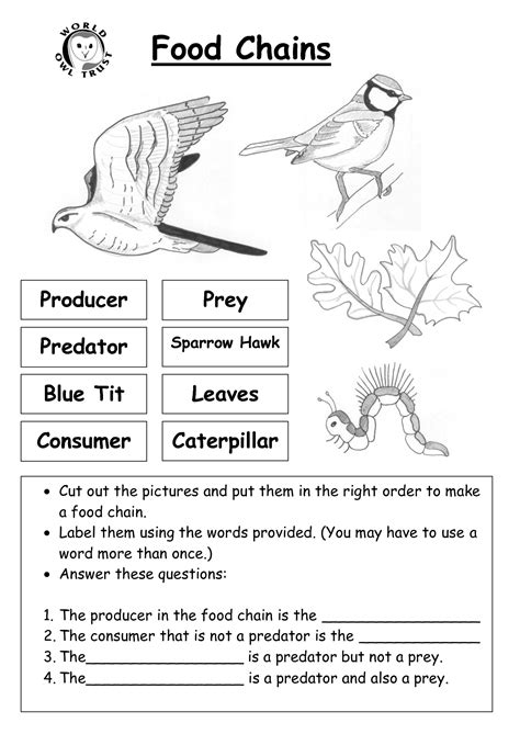 Where is a goat in the food chain? - Answers