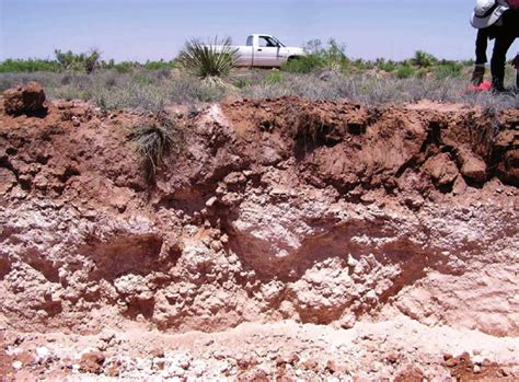 At only one plot near San Angelo, TX, were soil samples not retrieved to 8.5 m because of indurated caliche found around the 5-m depth that blocked further coring. The soil cores were weighed in the field, subsampled for soil moisture and bulk density using intact cores and for elemental analysis using homogenized soil cores, then shipped to .... 