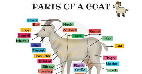 Where is goat located. Things To Know About Where is goat located. 