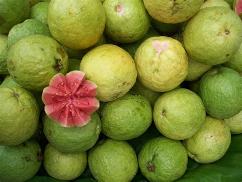 May 28, 2020 ... Guava · Origins. The original home of the guava lies in the tropical regions of America. · Season. Guavas are imported and available in the .... 