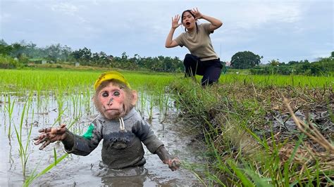 Where is monkey kaka now