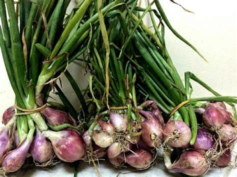Onion is thought to have originated more than 5000 years ago in Central Asia and is one of the most ancient of food sources. Its consumption by humans can be traced back to the Bronze Age. A staple in the diet of many early civilizations, it was especially important in ancient Egypt.