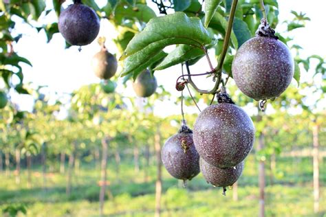 Passion fruit vines grow as perennials in zones in which they are hardy. Some types of passion vines are self-pollinating, but others rely on pollinators, such as …. 