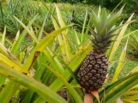 The pineapple emoji was approved as part of Unicode 6.0 in 2010 and added to Emoji 1.0 in 2015. What country is pineapple native to? Pineapple is believed to have originated in the Brazilian rainforests. Pineapples were harvested by the native tribes and spread throughout South and Central America.. 