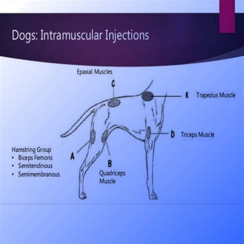 Where is the Best Place to Give an Intramuscular Injection in a Dog?