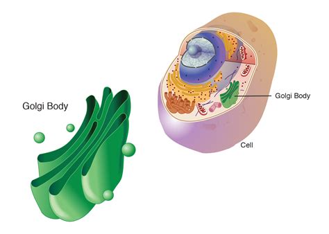 Where is the Golgi apparatus located in a plant cell?