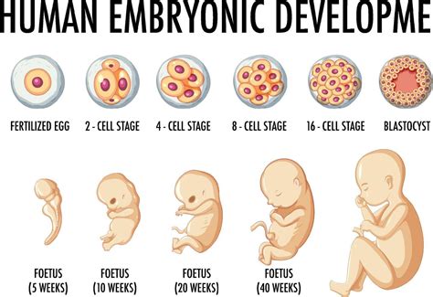 The fertilized egg (a zygote) has developed from a single cell into a ball of cells called a blastocyst. This ball of cells is what will become the embryo and, later, the fetus. During this time, the cells are dividing rapidly, and the blastocyst travels through the fallopian tube and implants in the nutrient-rich lining of your uterus. Your body prepares …. 