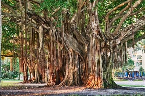 Where is the largest banyan tree in Florida? - KnowledgeBurrow