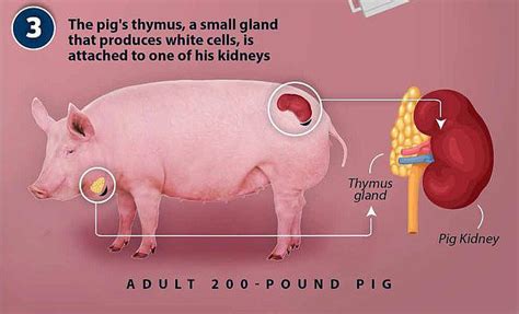 Where is the thymus gland in a pig? - n4vu.com