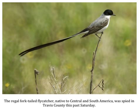 Where people spotted a rare bird in Texas for the first time