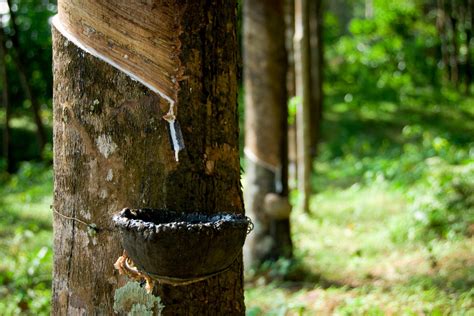 Where rubber trees are grown. Rubber trees are grown in regions that are hot and moist, that is: in Africa (250 000 tons of natural rubber); in Central and South America (31 700 tons of natural rubber) in Asia, which is the chief producer (3 207 100 tons of natural rubber). In Africa they are grown mainly in the forest regions. . 