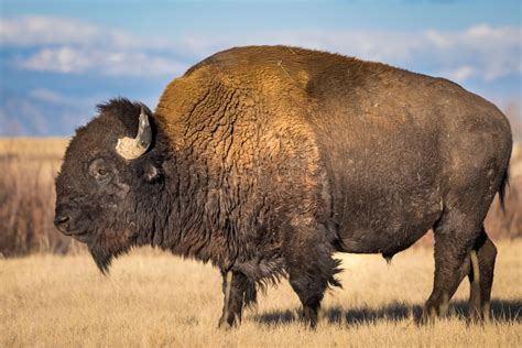 Where the buffalo roam: A look back on a Texas mascot, and how to see one today