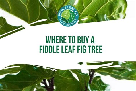 Where to Buy a Fiddle Leaf Fig Tree (Locally and Online)