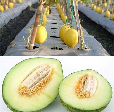 Where to Find Honeyed Melons and How to Use New World