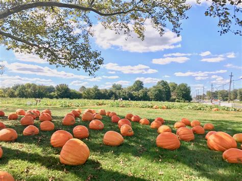 Where to Go Pumpkin Picking in New Jersey 2024