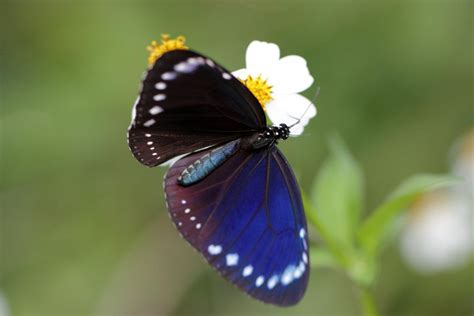 Where to See Thousands of Fluttering Butterflies in …