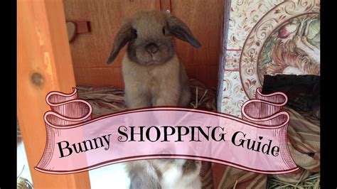 Where to buy a bunny. Amazon Music Stream millions of songs: Amazon Ads Reach customers wherever they spend their time: 6pm Score deals on fashion brands: AbeBooks Books, art & collectibles 