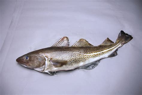 Where to buy fresh cod fish.  Find tips on selecting high-quality cod for your Shop H-E-B Wild C...