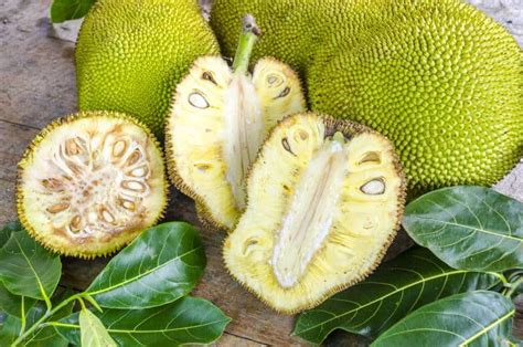 Where to buy jackfruit. SKU: JAC001 Category: Jackfruit Tree. Description. The Golden Pillow Jackfruit is a tropical fruit tree that can reach a height of up to 15-20 meters (49-66 feet). Position – Plant your jackfruit tree in full sun with well-drained soil. It is extremely sensitive to frost and will not do well in drought. 
