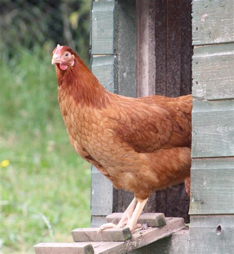 Shop for Chickens at Tractor Supply Co. Buy online, free in-store pickup. Shop today! .