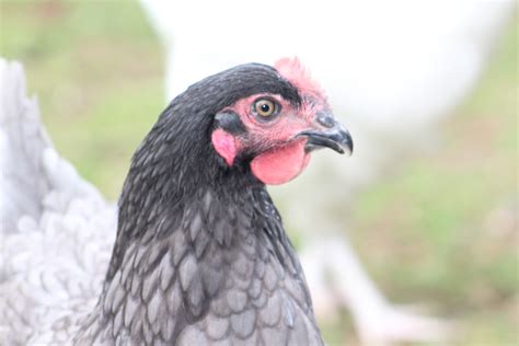 In Stock Now – Current Available Chickens. To confirm availability please Call or Text (+61 407 659927). This page is updated regularly. Please bring a suitable box or pet carrier to transport your chickens home. We sell quality feed & supplies for chickens and chicks. We recommend purchasing our feed for new chickens for a smooth transition.. Where to buy laying hens near me