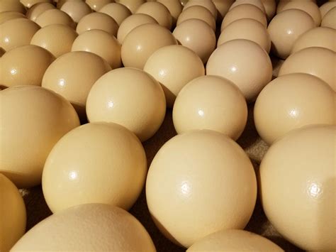 Where to buy ostrich eggs. Is it possible to buy fresh ostrich eggs in Murrieta or Temecula? I understand there are some ostrich farms in the area. Do they sell eggs ... 