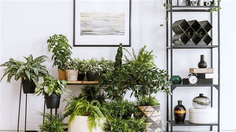 Where to buy plants near me. Plants provide food to people and animals, regulate the water cycle, create oxygen and provide a habitat for other species. Without plants, life on Earth would not be sustainable f... 