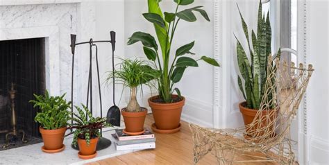 Where to buy plants online. Things To Know About Where to buy plants online. 