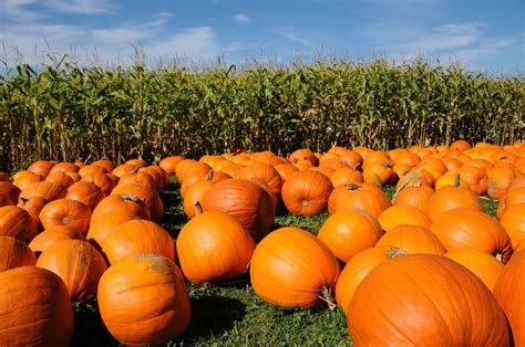 Where to buy pumpkins. Learn the anatomy of a pumpkin and how to buy & store pumpkins for eating and for decorating. Plus, fantastic sweet and savory pumpkin recipes you family … 
