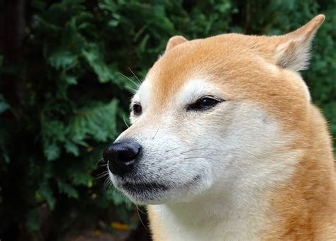 The Shiba Inu token entered the market on Augus
